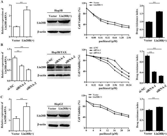 J Cancer Image