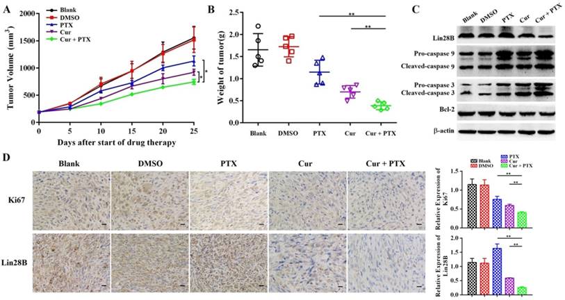 J Cancer Image