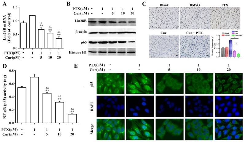 J Cancer Image