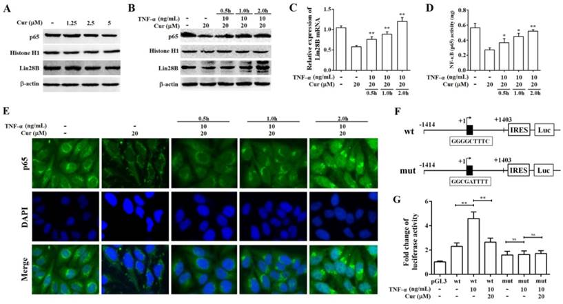 J Cancer Image