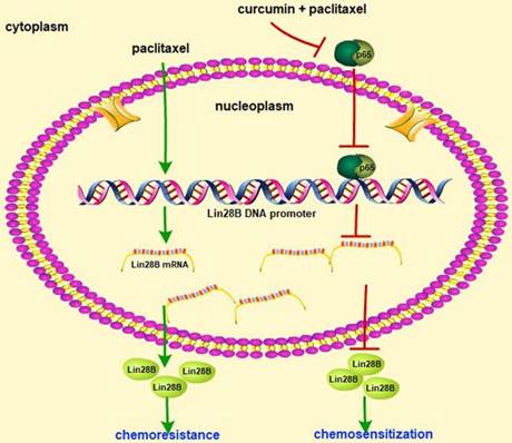 J Cancer Image