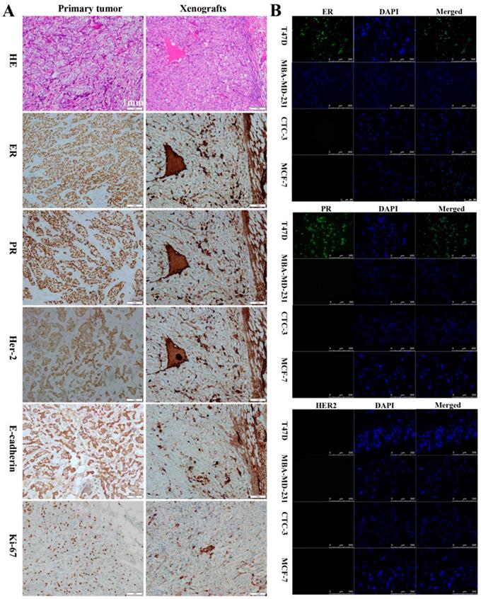 J Cancer Image