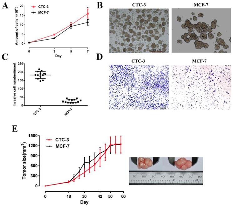 J Cancer Image