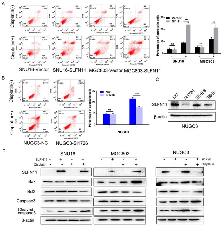 J Cancer Image