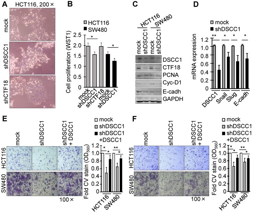 J Cancer Image