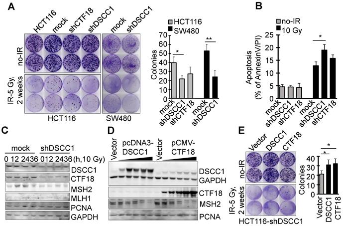 J Cancer Image