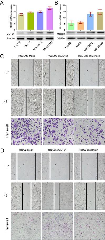 J Cancer Image