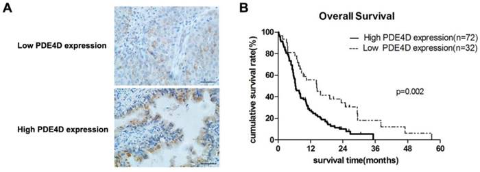 J Cancer Image