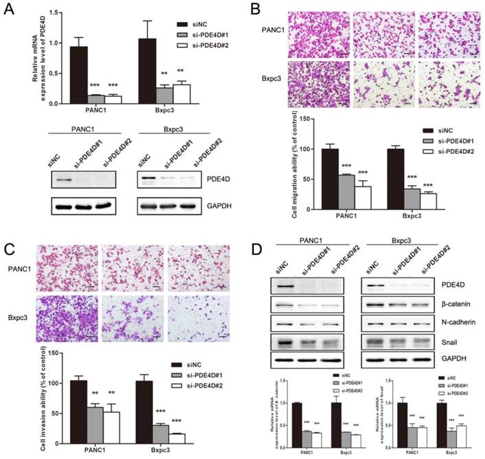 J Cancer Image