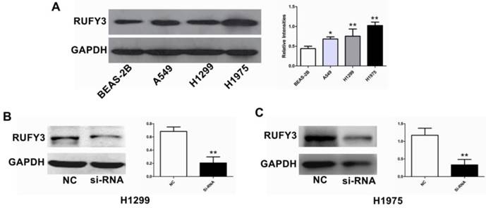 J Cancer Image