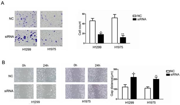 J Cancer Image