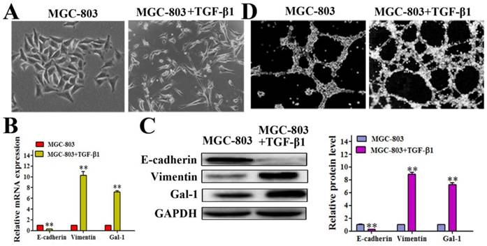 J Cancer Image