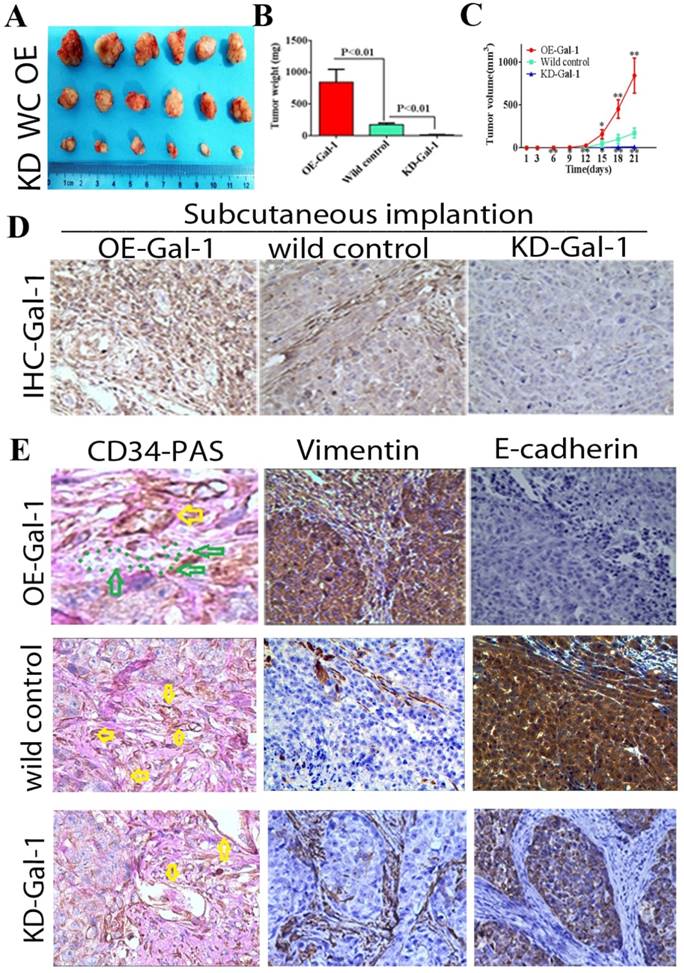 J Cancer Image