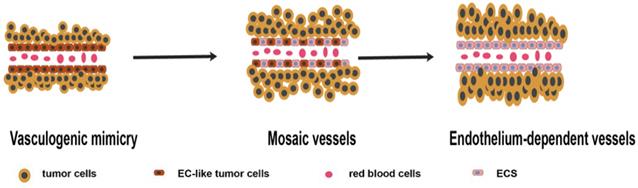 J Cancer Image