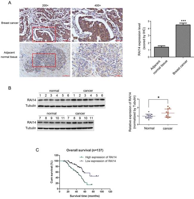 J Cancer Image