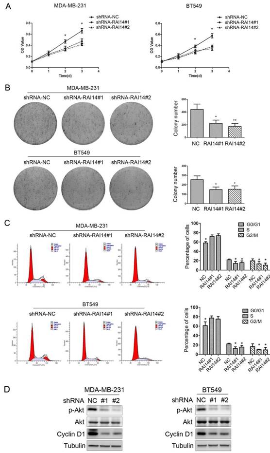 J Cancer Image