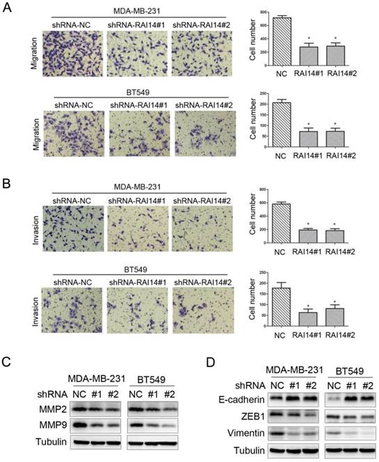 J Cancer Image