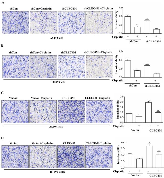 J Cancer Image