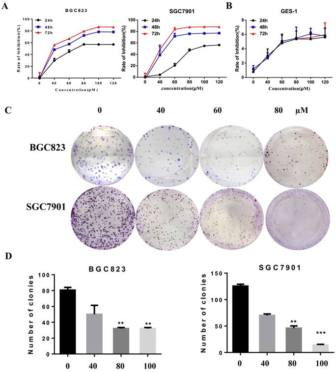 J Cancer Image