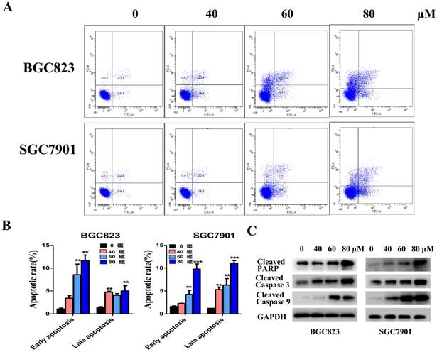 J Cancer Image