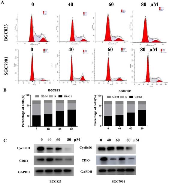 J Cancer Image