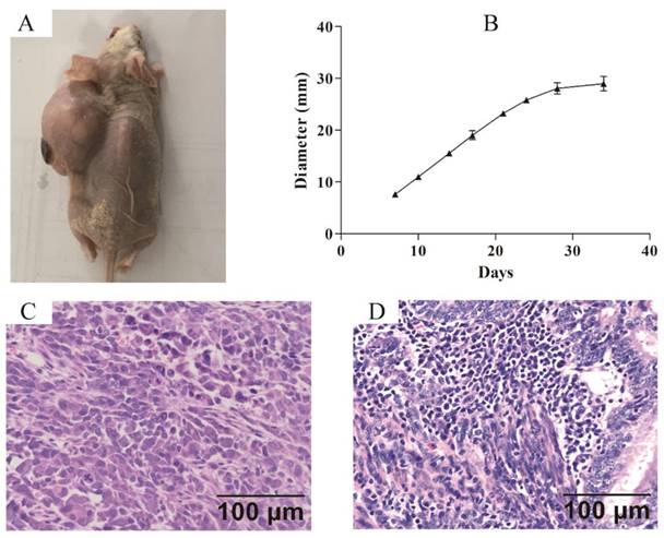 J Cancer Image