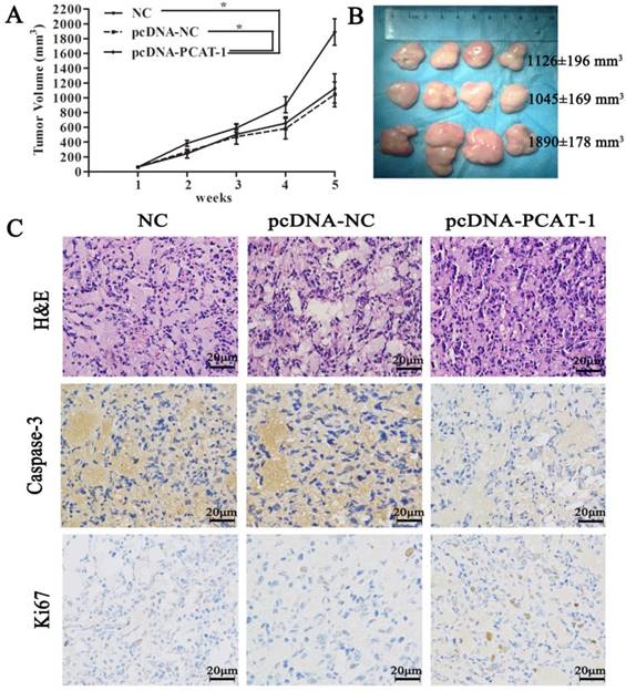 J Cancer Image