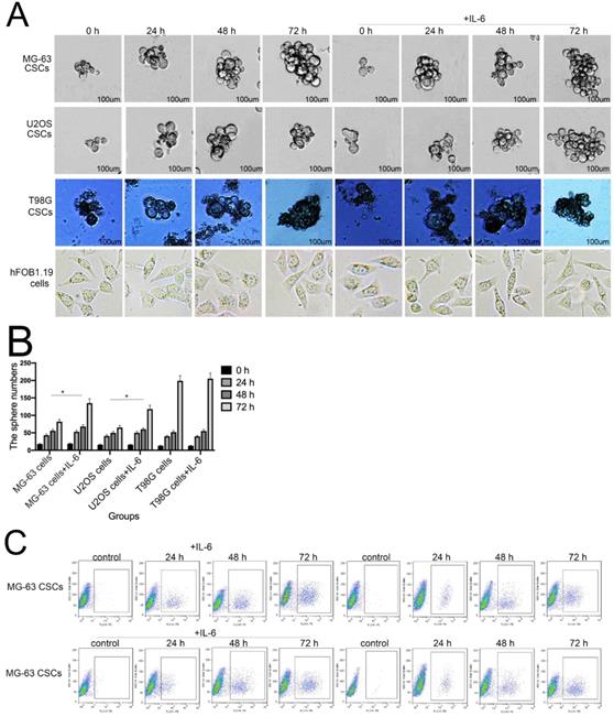 J Cancer Image