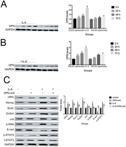 J Cancer Image