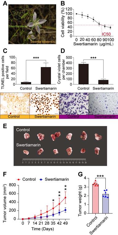 J Cancer Image