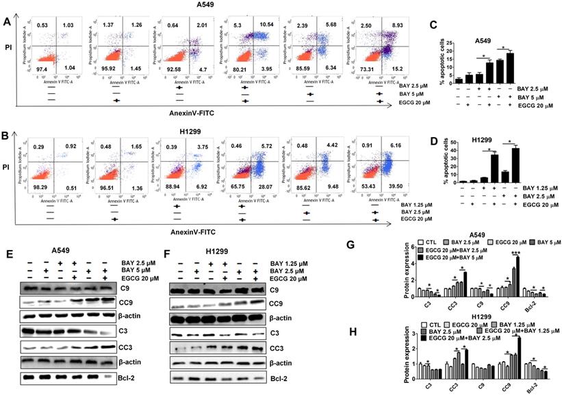 J Cancer Image