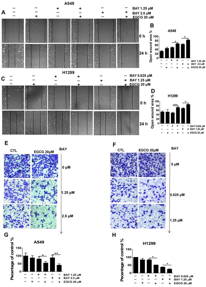 J Cancer Image