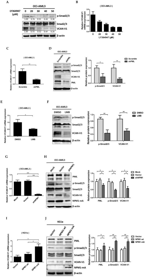 J Cancer Image