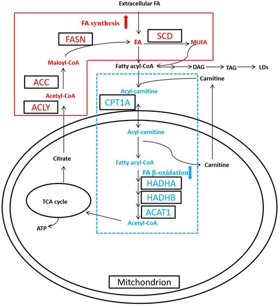 J Cancer Image