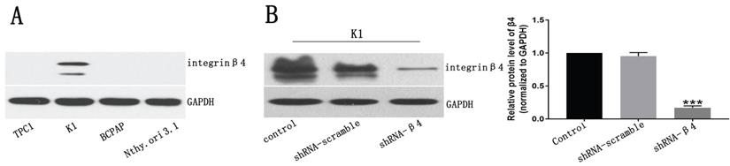 J Cancer Image