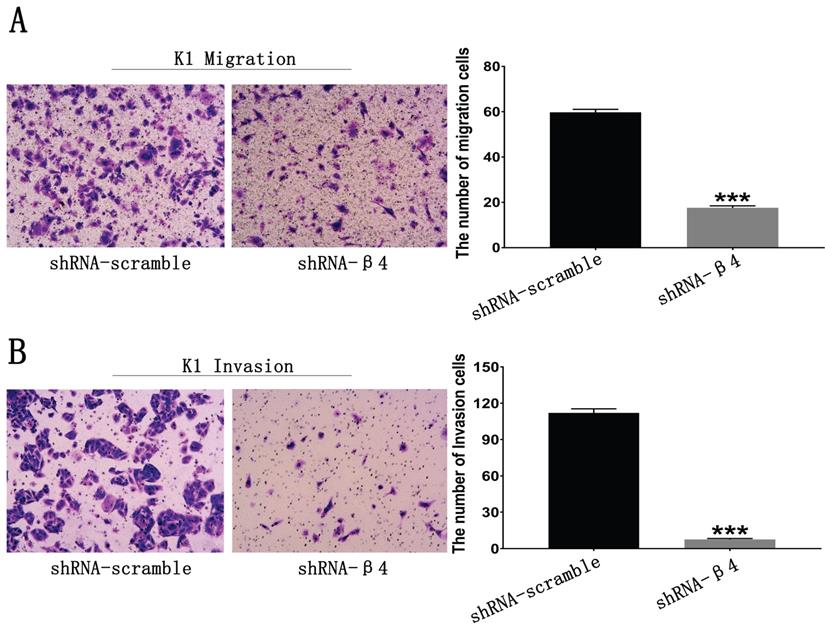 J Cancer Image