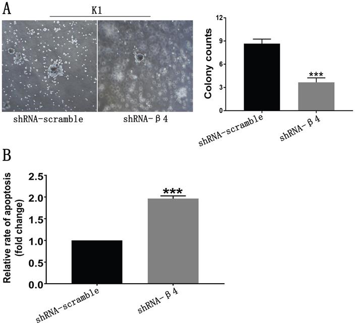 J Cancer Image