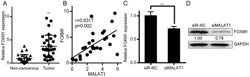 J Cancer Image