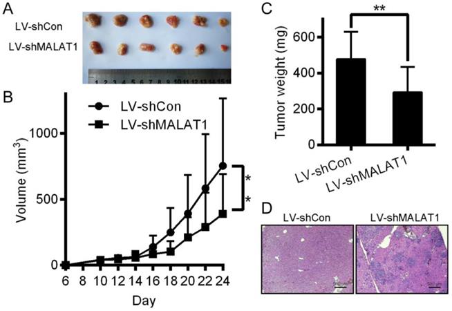 J Cancer Image