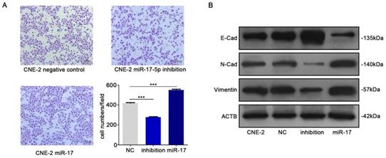 J Cancer Image