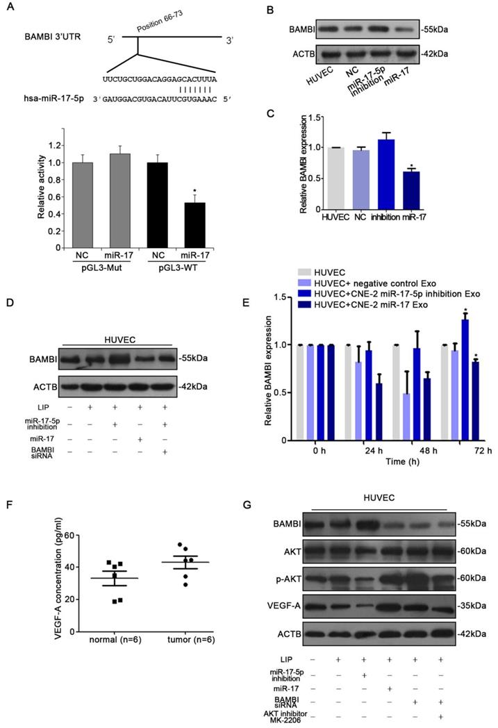 J Cancer Image