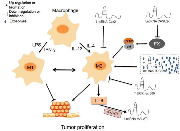 J Cancer Image