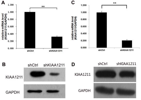 J Cancer Image