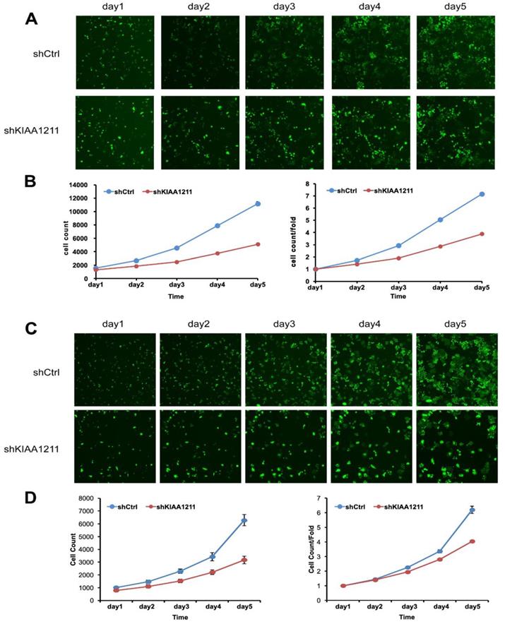 J Cancer Image