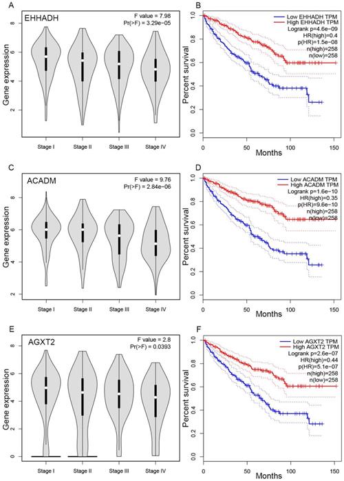 J Cancer Image