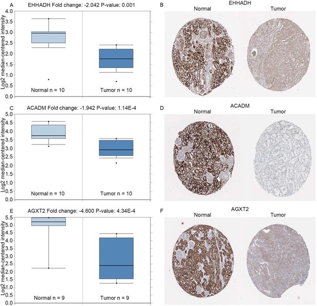 J Cancer Image