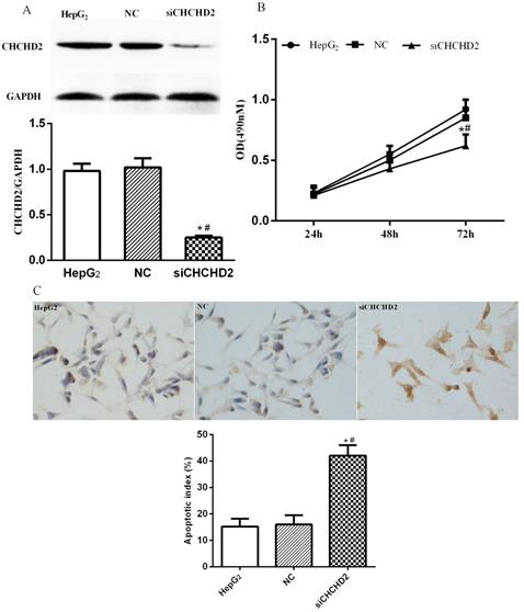 J Cancer Image