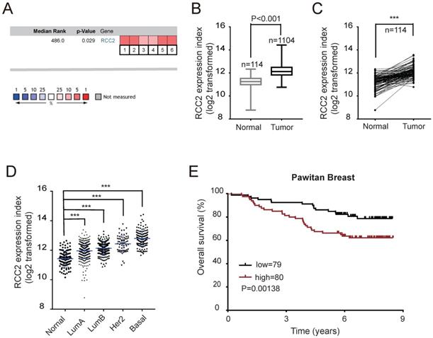 J Cancer Image