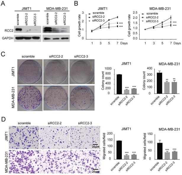 J Cancer Image