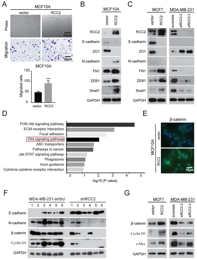 J Cancer Image